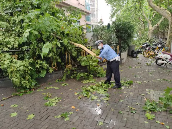 暴雨突袭致大树、电话亭倒伏……上海静安警方雨中守护平安，未发生衍生事故