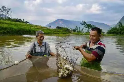 农村有鱼塘如何养殖（教你这样有效经营）