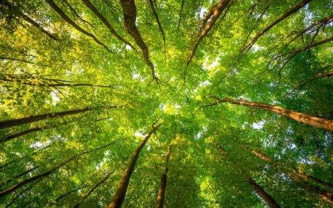 京东商城运营的关键成功因素（不可忽视的要素）